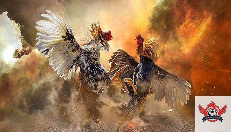 Khám Phá Đá Gà Trực Tuyến